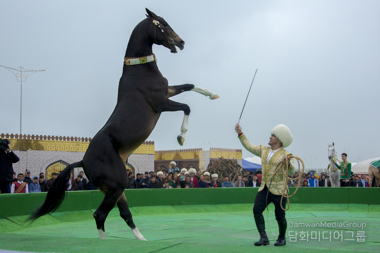 아할테케 말(Ahal-teke horses) – 투르크멘 민족의 자부심이자 국가적 상징