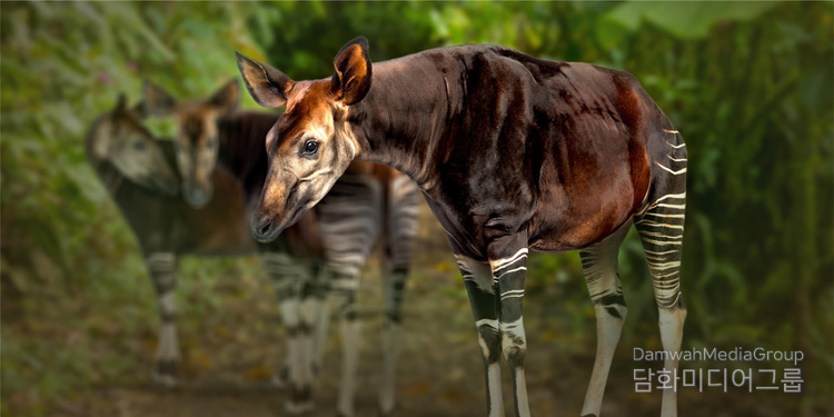 로마미 국립공원의 오카피(OKAPI)