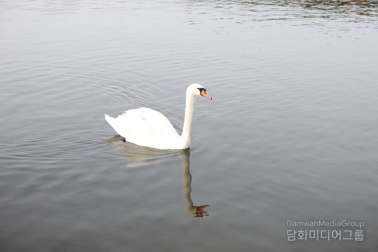 자슬라브스코예 호수(민스크 바다)의 잔잔한 수면 위를 유영하는 백조의 모습. 맑은 호수에 비친 순백의 자태가 고요한 물결과 어우러져 평화로운 장면을 그린다. 이곳은 미니스크 시민들에게 ‘도심 속 쉼표’로 불리며, 자연의 고요함과 생명의 조화를 동시에 느낄 수 있는 명소로 사랑받고 있다.